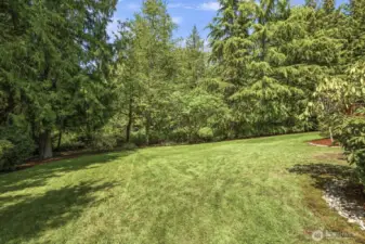 Large grassy backyard