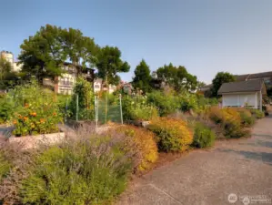 Pea patch for community gardening!