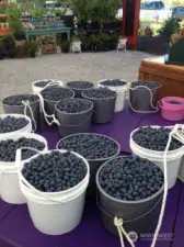 U-Pick blueberries along w/pick blueberries to grab & go.