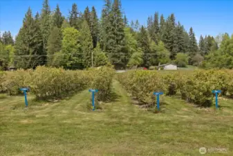 rows & rows & rows of blueberries