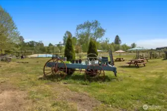 vintage wagon perfect to display blueberry shrubs for sale, etc