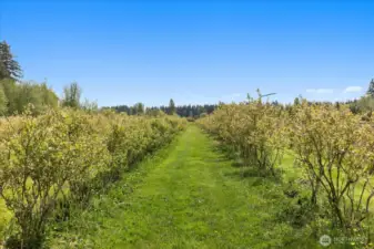 Berries are planted in segments.  Early season, mid season & late season so you will have blueberries mid June thru early September