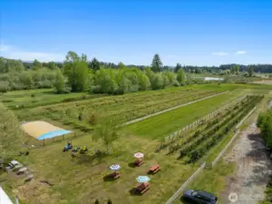 Perfect view of the rows of mid to late summer blueberries & several rows of thornless blackberries.  Center row can host movies at the farm, dinner in the field, reunions or plant more berries.