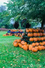 The Farm have hosted a Fall Festival & brought in pumpkins, etc too.