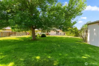 Big ash tree offers cool shade