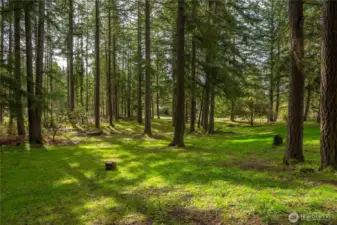 Your own forest