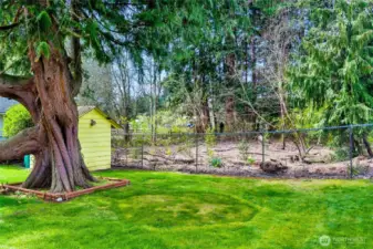 The cedar tree, with the park and stream beyond.