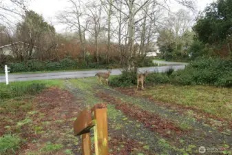 ENYOY YOUR FOUR FOOTED NEIGHBORS AND OTHER WILDLIFE IN THE AREA!