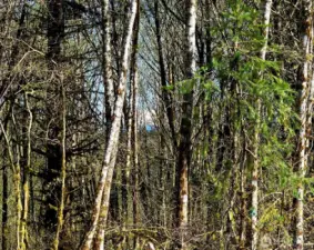 Mountain Peaking through from ground level of build site.