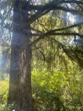 old growth trees on property!