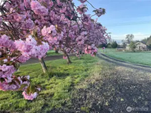 In mid-late April, the driveway's cherry trees cheerfully lead you home.