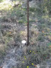 Septic Clean out
