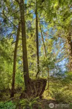 Nurse tree on the property.