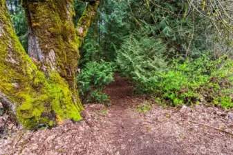 Enjoy a stroll along the scenic forest trail in the community.
