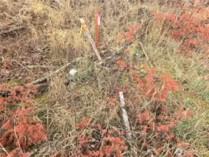 northwest corner of property by the road.