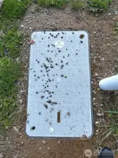 Fiber Internet