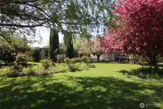 Big Willow tree in the corner