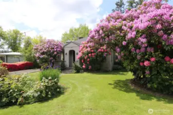 Huge Rhodies provide late spring vibrancy