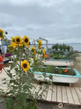 Volunteer Garden in bloom