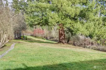 HUGE yard with stunning redwood tree and fruit trees on the property.