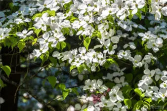 Dogwood tree in full bloom.