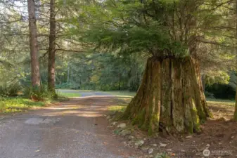 The approach sets the tone—private, peaceful, and surrounded by trees. There's something about pulling into the drive that already feels like exhaling.
