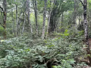 Nice level homesite area  in the SW corner of the site.