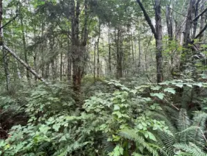 Easily cleared secluded home site. Room for your home, outbuildings and animal friends.