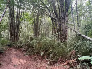 Small alder and maple trees that are easily removed to open a peaceful home setting.