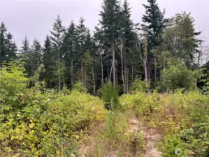 View of the tree line at the property line to the North.