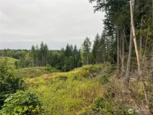 View along the N property line.