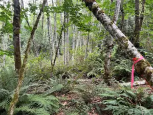 The property has been surveyed an the property lines marked.