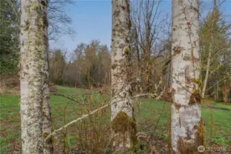 Nature surrounds you on this property.