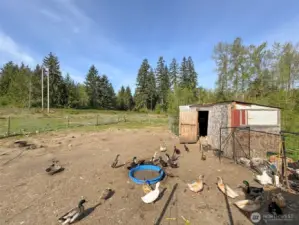Duck pen, shed will be removed, before seller vacates property. Located behind the house.