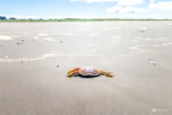 Don't be crabby, come to the beach