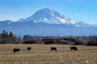 Mabel and her friends peacefully grazing the land, framed by a breathtaking view!