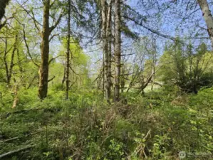 Trees limbed enough to walk around, yet keep your privacy.