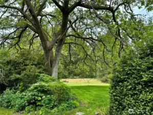 The Grand Dame Garry Oak tree in front of the house is approximately 250 years old and is a stunner year round.