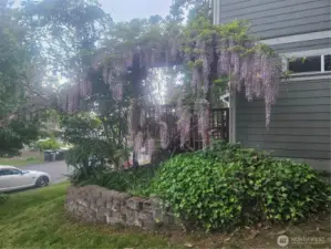 Mature landscape - flowering vine!