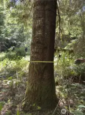Representative of timber size Lot 1
