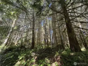 Marketable Timber