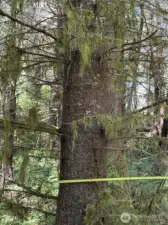 Representative of Timber size Lot 1