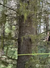 Representative of Timber size Lot 1