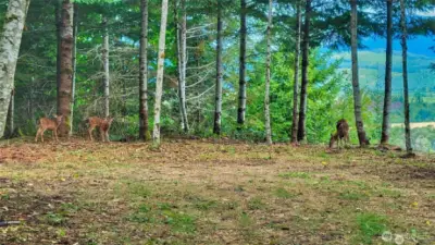Wildlife Abounds