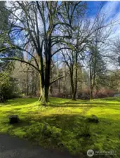 Mossy area next to the creek on the driveway.