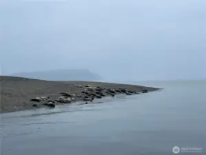 Wildlife up close