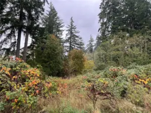 Some old growth trees for a park like setting.