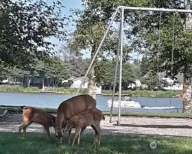 Bill Ellis Park is not just for Humans