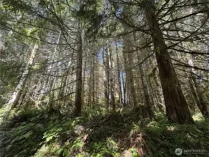 Lot 2 offers beautiful forests and tree coverage