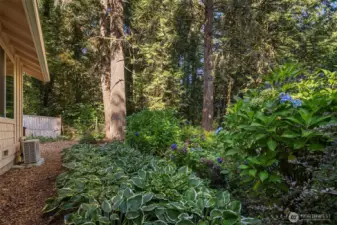 Lush mature gardens in the backyard